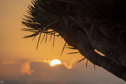 Socotra_2025 (37/76)